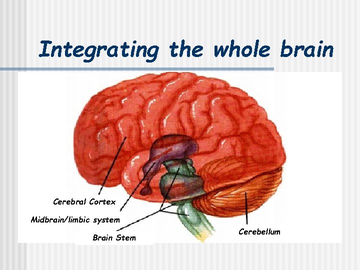 Integrating the whole brain Cerebral Cortex Midbrain/limbic system Brain Stem Cerebellum 