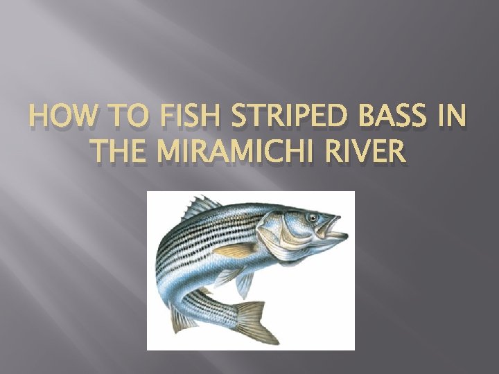 HOW TO FISH STRIPED BASS IN THE MIRAMICHI RIVER 