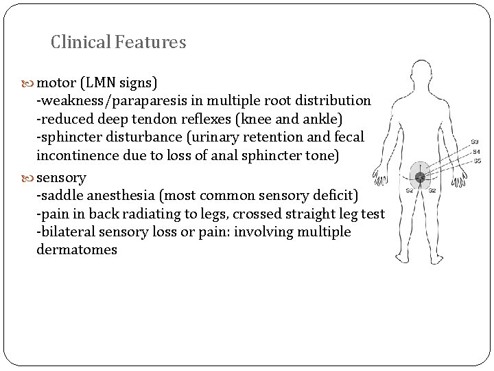 Clinical Features motor (LMN signs) -weakness/paraparesis in multiple root distribution -reduced deep tendon reflexes
