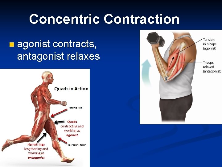 Concentric Contraction n agonist contracts, antagonist relaxes 