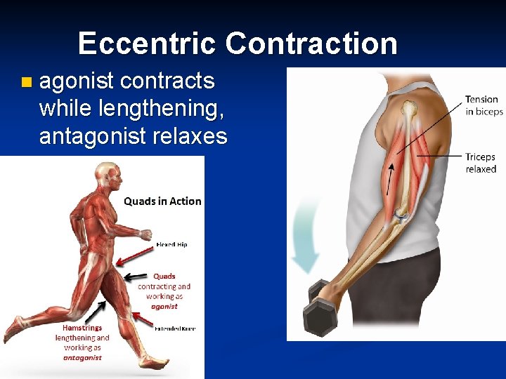Eccentric Contraction n agonist contracts while lengthening, antagonist relaxes 