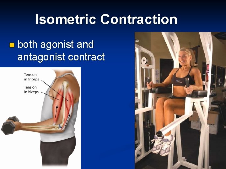 Isometric Contraction n both agonist and antagonist contract 