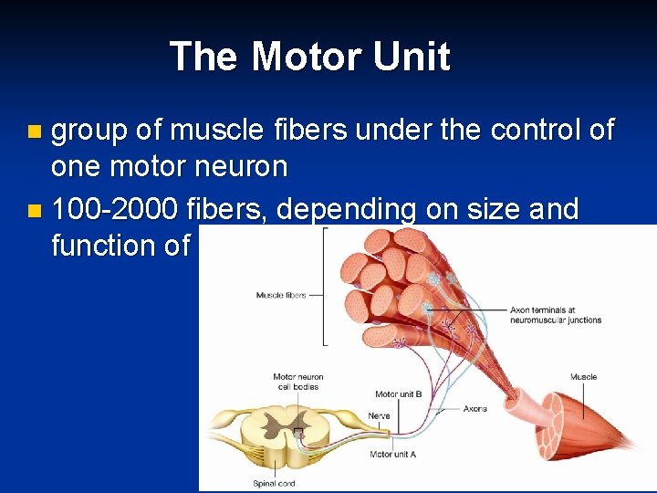 The Motor Unit group of muscle fibers under the control of one motor neuron