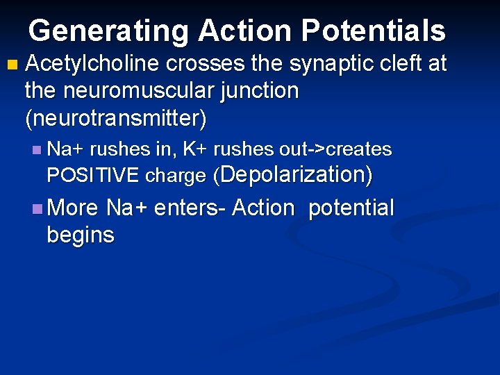 Generating Action Potentials n Acetylcholine crosses the synaptic cleft at the neuromuscular junction (neurotransmitter)