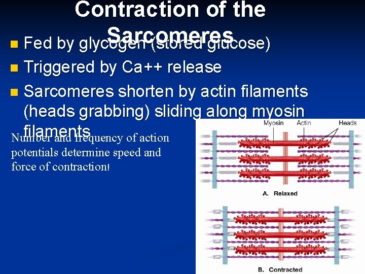 Contraction of the Sarcomeres n Fed by glycogen (stored glucose) Triggered by Ca++ release