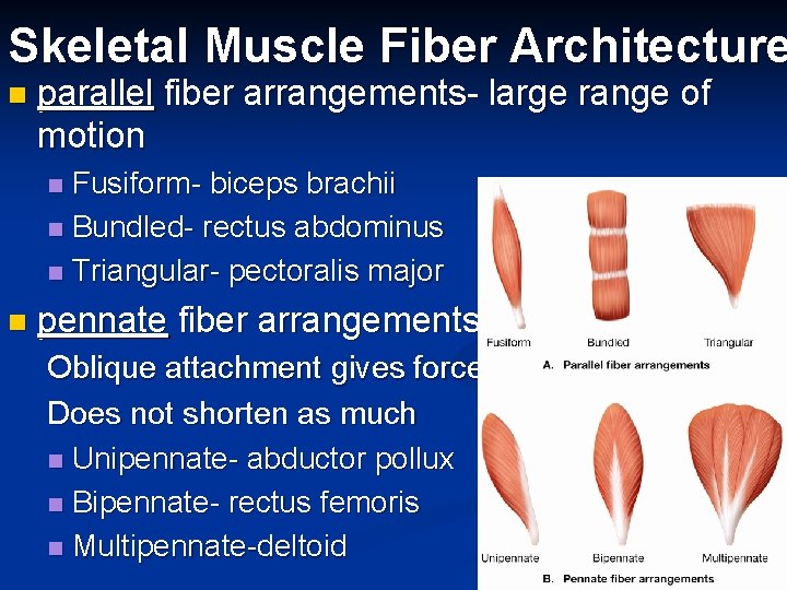 Skeletal Muscle Fiber Architecture n parallel fiber arrangements- large range of motion Fusiform- biceps