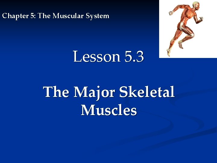 Chapter 5: The Muscular System Lesson 5. 3 The Major Skeletal Muscles 