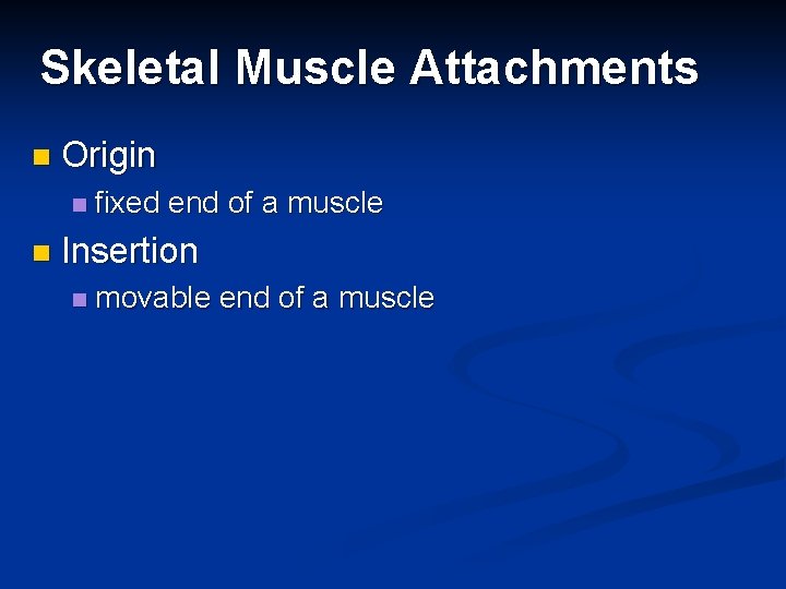 Skeletal Muscle Attachments n Origin n n fixed end of a muscle Insertion n