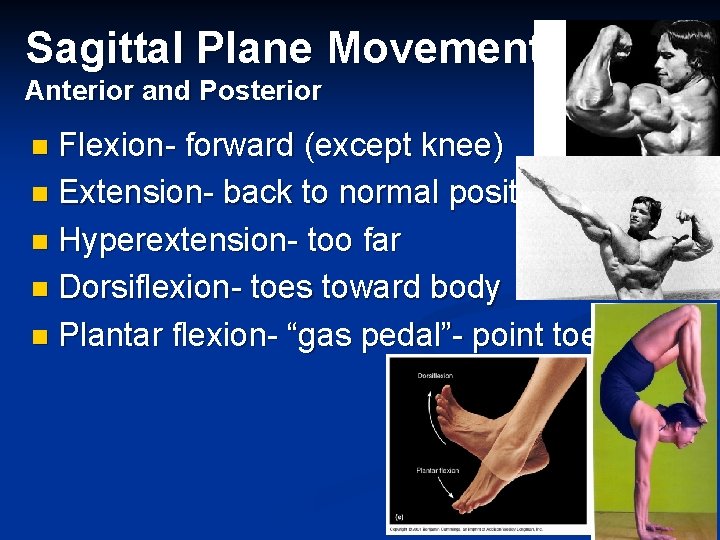 Sagittal Plane Movements Anterior and Posterior Flexion- forward (except knee) n Extension- back to