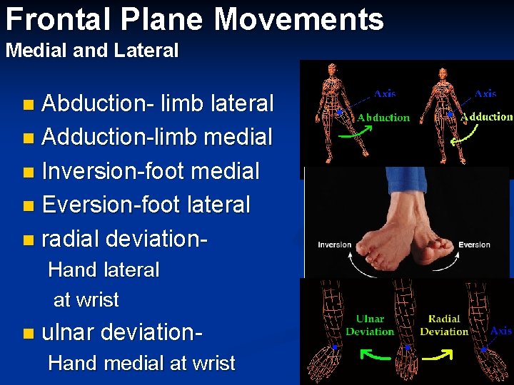 Frontal Plane Movements Medial and Lateral Abduction- limb lateral n Adduction-limb medial n Inversion-foot