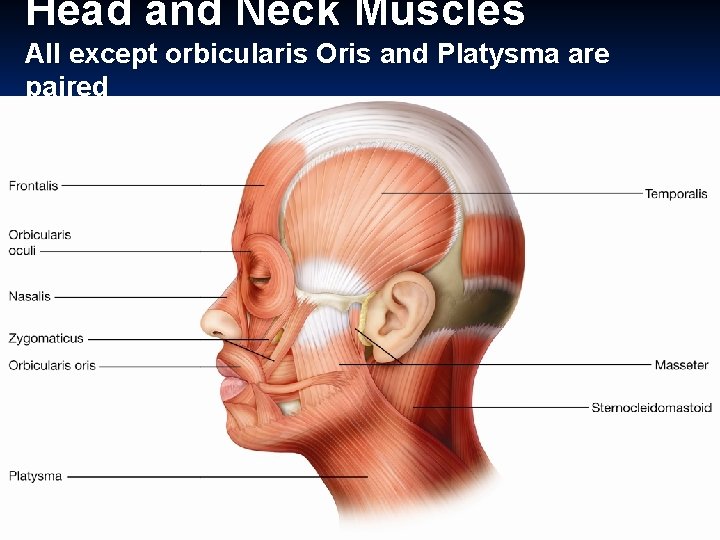 Head and Neck Muscles All except orbicularis Oris and Platysma are paired 