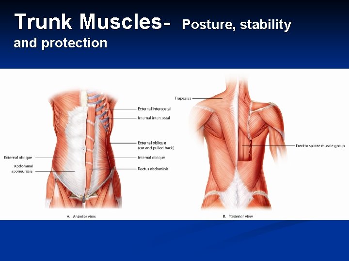 Trunk Musclesand protection Posture, stability 