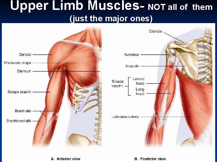 Upper Limb Muscles- NOT all of (just the major ones) them 