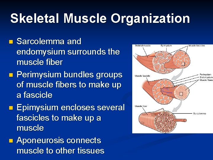 Skeletal Muscle Organization n n Sarcolemma and endomysium surrounds the muscle fiber Perimysium bundles