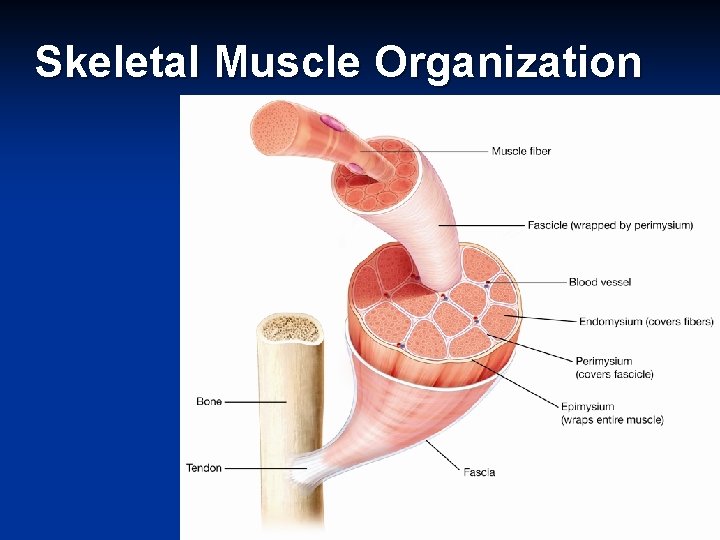 Skeletal Muscle Organization 