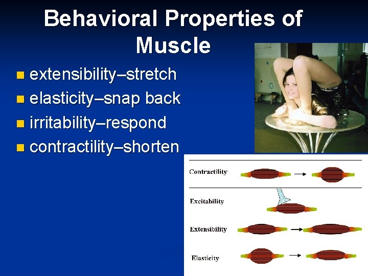 Behavioral Properties of Muscle extensibility–stretch n elasticity–snap back n irritability–respond n contractility–shorten n 