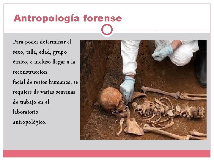 Antropología forense Para poder determinar el sexo, talla, edad, grupo étnico, e incluso llegar Antropología forense Para poder determinar el sexo, talla, edad, grupo étnico, e incluso llegar
