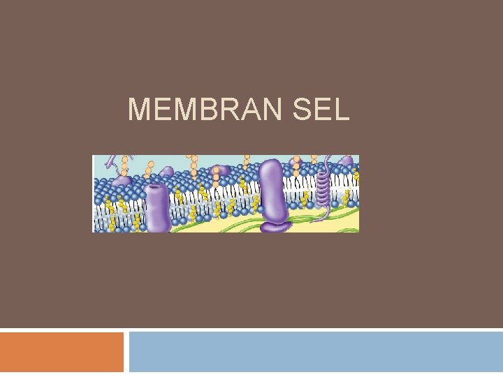 MEMBRAN SEL 