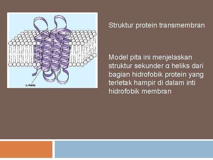 Struktur protein transmembran Model pita ini menjelaskan struktur sekunder α heliks dari bagian hidrofobik