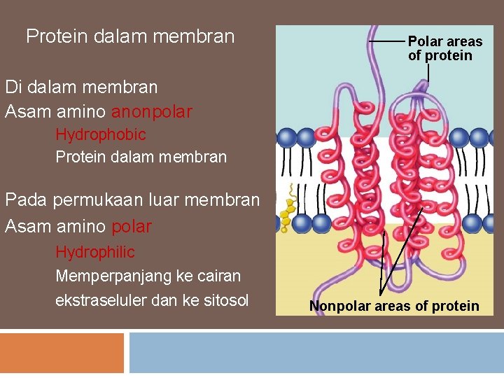 Protein dalam membran Polar areas of protein Di dalam membran Asam amino anonpolar Hydrophobic
