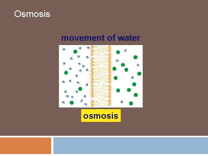 Osmosis movement of water osmosis 