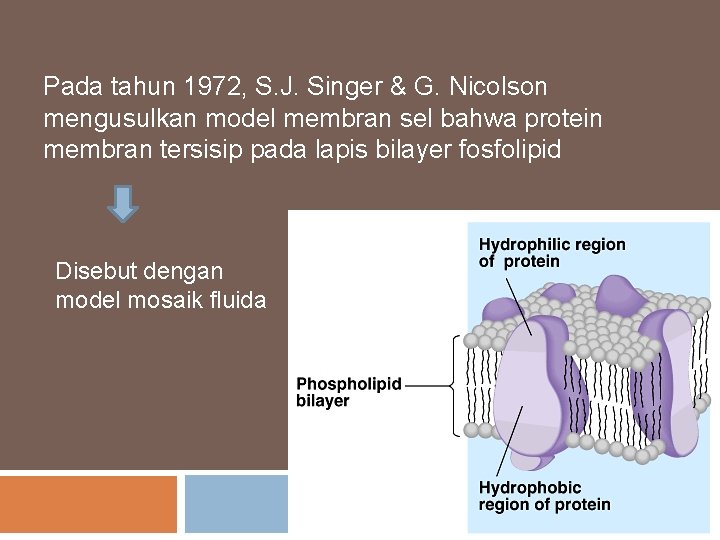 Pada tahun 1972, S. J. Singer & G. Nicolson mengusulkan model membran sel bahwa