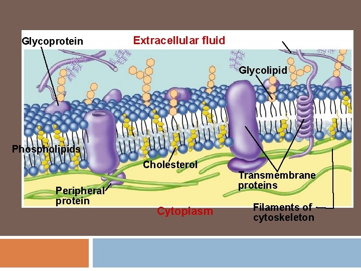 Glycoprotein Extracellular fluid Glycolipid Phospholipids Cholesterol Peripheral protein Cytoplasm Transmembrane proteins Filaments of cytoskeleton