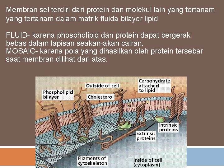 Membran sel terdiri dari protein dan molekul lain yang tertanam dalam matrik fluida bilayer