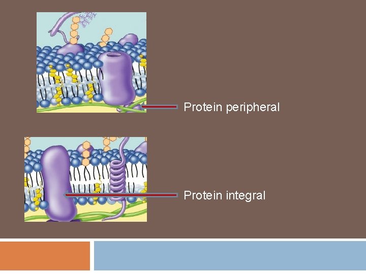 Protein peripheral Protein integral 