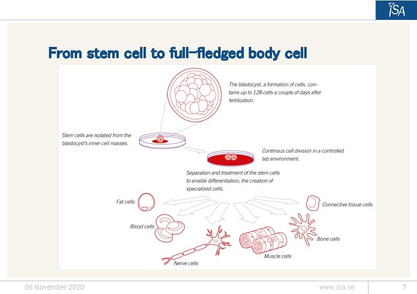From stem cell to full-fledged body cell 06 November 2020 www. isa. se 7