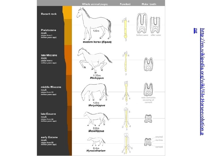 http: //en. wikipedia. org/wiki/File: Horseevolution. p ng 