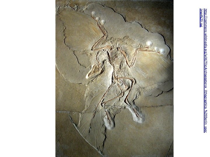 http: //commons. wikimedia. org/wiki/File: Archaeopteryx_lithographica_%28 Berlin_spec imen%29. jpg 