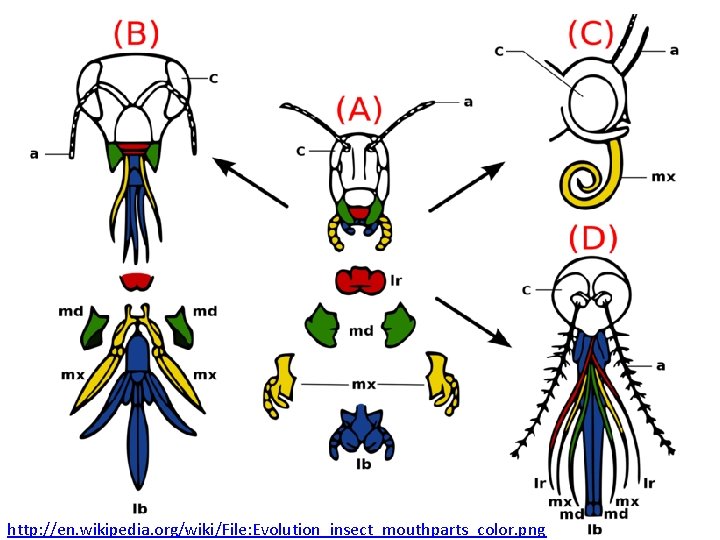 http: //en. wikipedia. org/wiki/File: Evolution_insect_mouthparts_color. png 