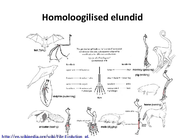 Homoloogilised elundid http: //en. wikipedia. org/wiki/File: Evolution_pl. 