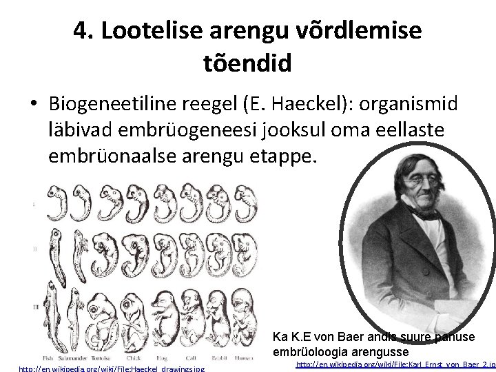 4. Lootelise arengu võrdlemise tõendid • Biogeneetiline reegel (E. Haeckel): organismid läbivad embrüogeneesi jooksul