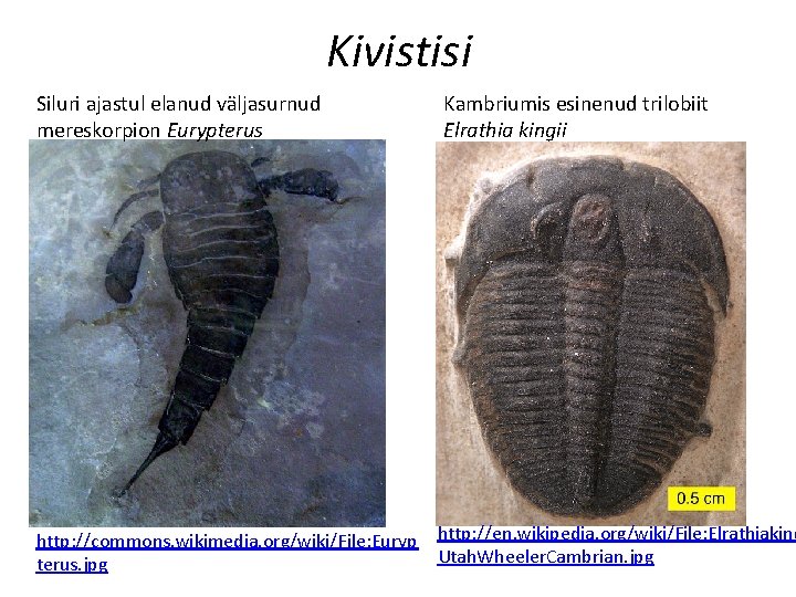 Kivistisi Siluri ajastul elanud väljasurnud mereskorpion Eurypterus Kambriumis esinenud trilobiit Elrathia kingii http: //commons.