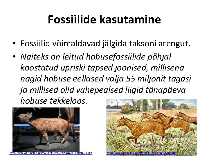 Fossiilide kasutamine • Fossiilid võimaldavad jälgida taksoni arengut. • Näiteks on leitud hobusefossiilide põhjal