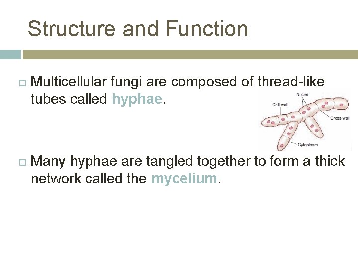 Structure and Function Multicellular fungi are composed of thread-like tubes called hyphae. Many hyphae