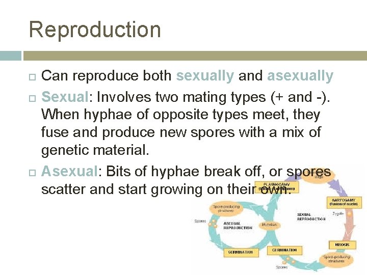 Reproduction Can reproduce both sexually and asexually Sexual: Involves two mating types (+ and