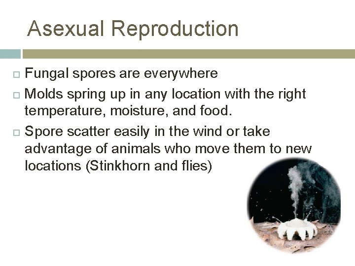 Asexual Reproduction Fungal spores are everywhere Molds spring up in any location with the