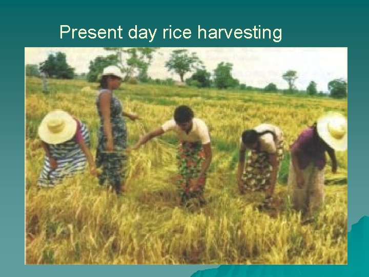 Present day rice harvesting 