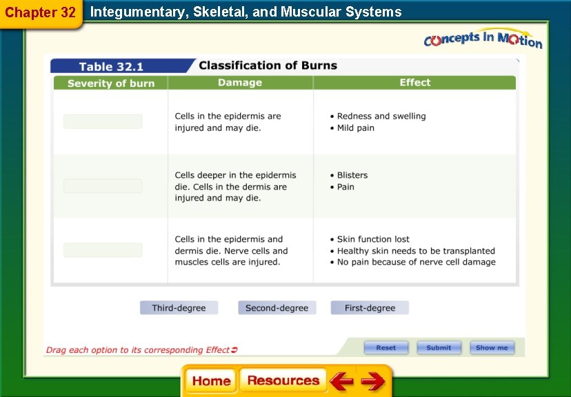 Chapter 32 Integumentary, Skeletal, and Muscular Systems 