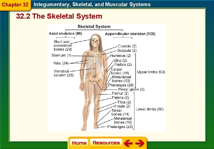 Chapter 32 Integumentary, Skeletal, and Muscular Systems 32. 2 The Skeletal System 
