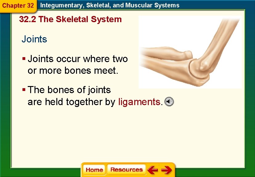 Chapter 32 Integumentary, Skeletal, and Muscular Systems 32. 2 The Skeletal System Joints §