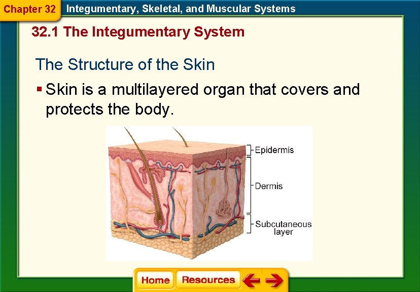 Chapter 32 Integumentary, Skeletal, and Muscular Systems 32. 1 The Integumentary System The Structure