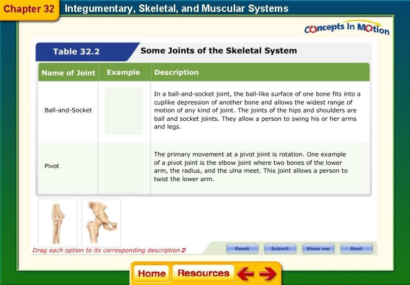 Chapter 32 Integumentary, Skeletal, and Muscular Systems 