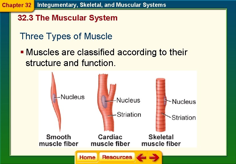 Chapter 32 Integumentary, Skeletal, and Muscular Systems 32. 3 The Muscular System Three Types