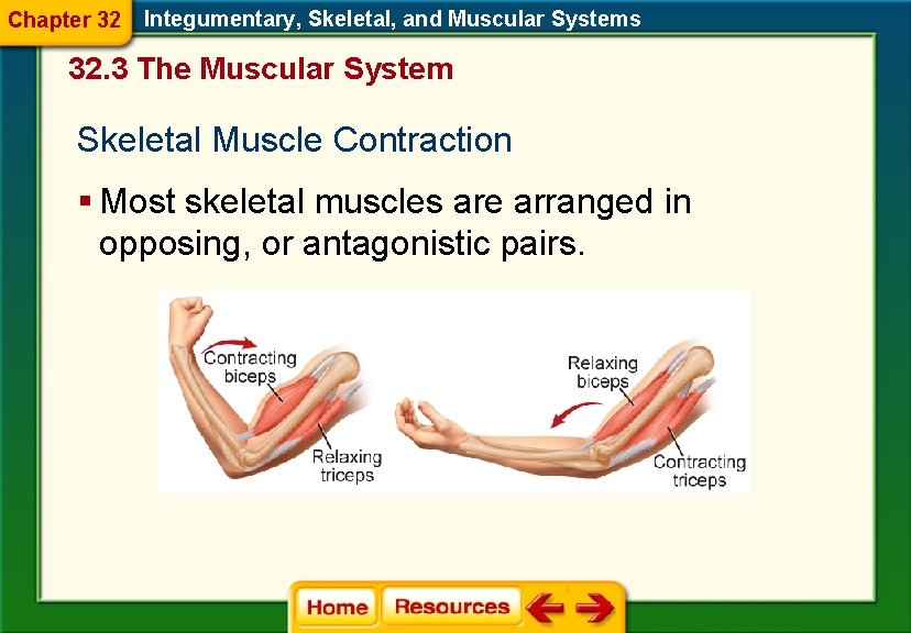 Chapter 32 Integumentary, Skeletal, and Muscular Systems 32. 3 The Muscular System Skeletal Muscle