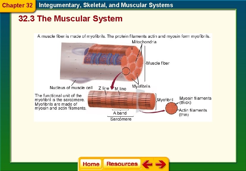 Chapter 32 Integumentary, Skeletal, and Muscular Systems 32. 3 The Muscular System 