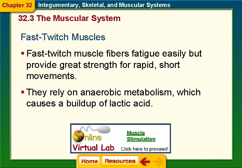 Chapter 32 Integumentary, Skeletal, and Muscular Systems 32. 3 The Muscular System Fast-Twitch Muscles